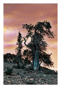 Ancient Bristlecone Pine, Schulman Grove