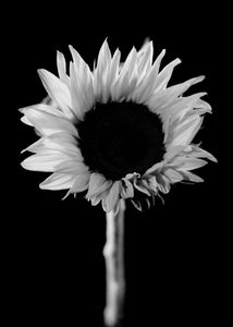 Tournesol