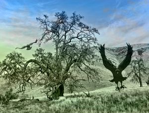 Crows Tree Meadow