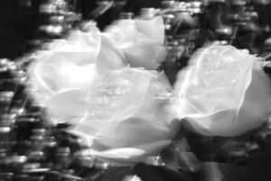 Trembling white roses.