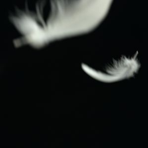 fly away