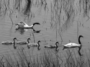 Fauna de Buenos Aires