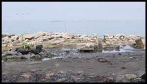 Toronto Island Portfolio