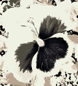 Pansy 1