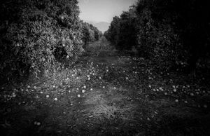 Orange Freeze. Porterville, California. 1990
