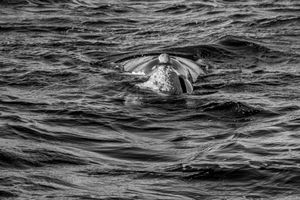 Whale BYN