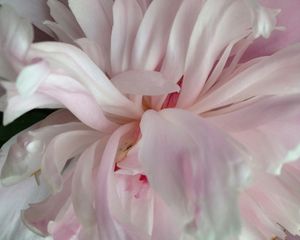 wild flower 2
