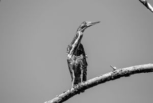 Fauna de Buenos Aires