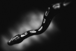 Daymare 004