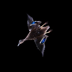 Wild duck to eat which is imported from England to Japan