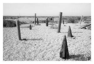 Dungeness #23