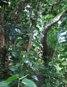 untitled, Old Pali Highway, Oahu 2019-20
