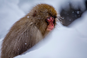 Snow Monkey-03