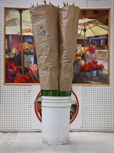 Gladiolus