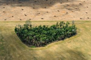 Amazon rainforest agriculture