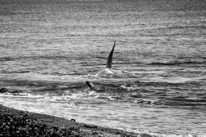Orcas