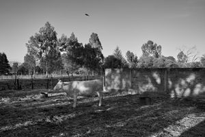 White cow, Tzurumutaro, 2022