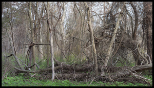 Point Peele Vines
