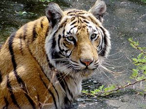 Tiger cooling down