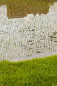Rice field reflection ©Albert Normandin