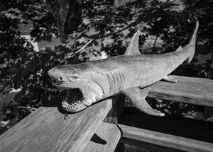 Toy Shark, Deep River, CT, 9 3 22