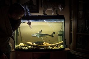Taras, Murchik and the shark
