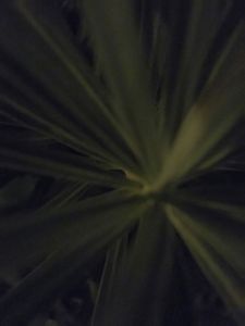 NS 0801- Night Shading