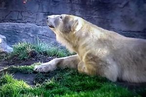 CAPTIVITY