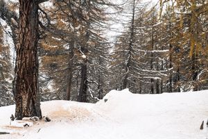 WinterGold