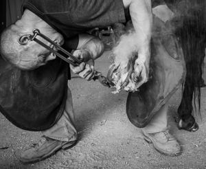 Farrier Hot Shoeing