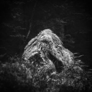 Norwegian Forest Mysteries