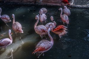 Flamingo, flamingo..