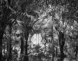 Analogue 9, Amazonas, 2018.
