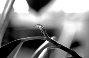The remarkable resilience of a rubber plant - First shoot