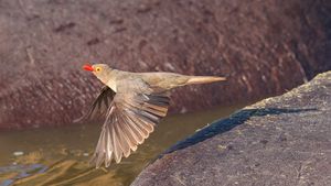 Red-billed Oxpecker Flies Off The Back Of A Hippopotamus