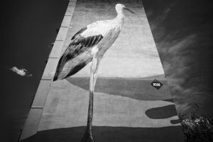 It's a Bird and It's Not