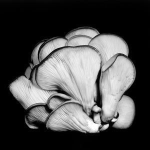 Oyster Mushroom 10