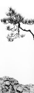 Japanese Red Pine over Stone