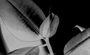 The remarkable resilience of a rubber plant - Outside-In