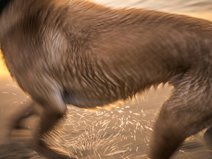 Untitled from the series DOG PARK