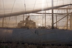 Palestine 2014 - 11