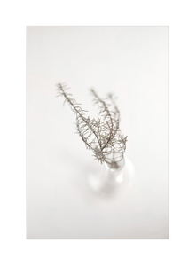 Botanical