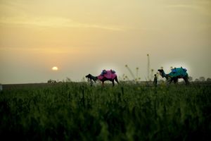 Camels transporting Polio vaccine in Aligath, Uttar Pradesh
