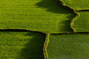 Rice Field shadows ©Albert Normandin