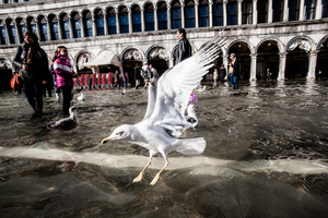 Tourists stroll the city in boots or on boardwalks among seagulls swimming around them.Flooding causes major structural damage to the foundations and the buildings in Venice. Tides carry away soil from the bottom and cause Venice to sink even faster in some places. Buildings are therefore structurally instable and several reconstruction works are underway.