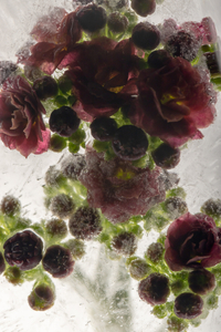 Kalanchoe