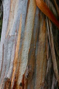Eucalyptus detail, Pinole Sate Park, CA