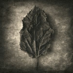 leaf© Gary