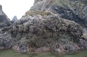 The Magical Society of Rocks #3