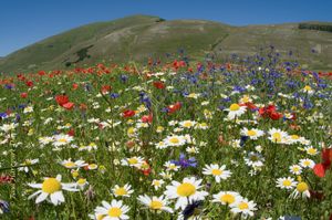 poppies, cornflowers and white anthemis in the Sibillini